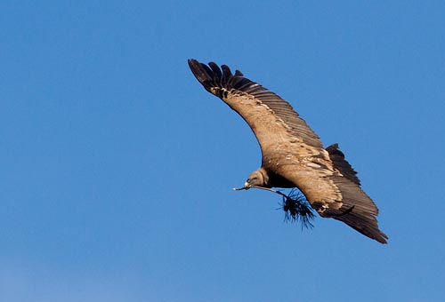 Foto van een Vale Gier, Extremadura, Spanje