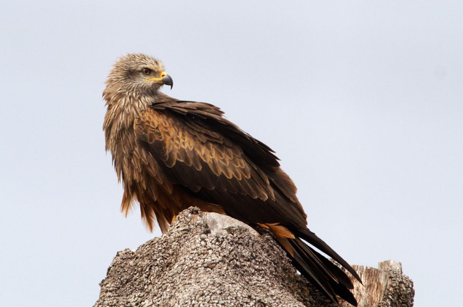 Foto van een Zwarte Wouw, Extremadura, Spanje