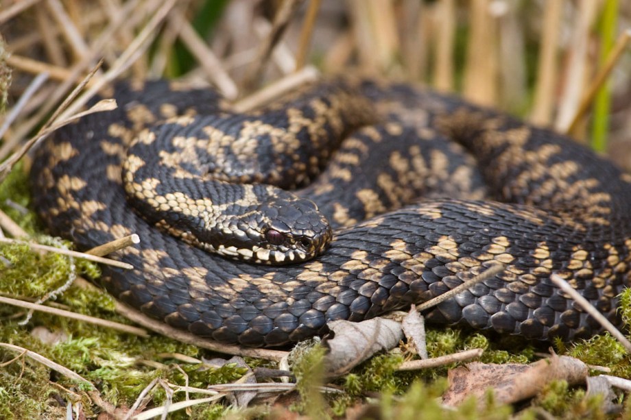 Foto van een Adder, Engbertsdijksvenen, Twente