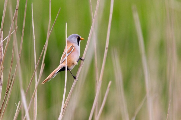 Foto van een Baardman, Lauwersmeer