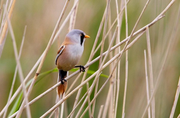 Foto van een Baardman, Lauwersmeer