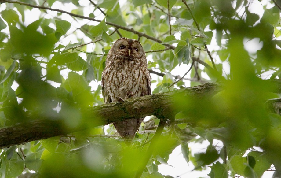 Foto van een Bosuil, Zouweboezem