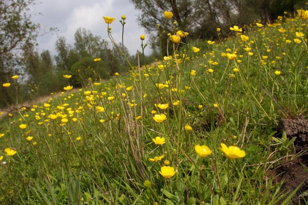 Foto van Boterbloemen, Lauwersmeer