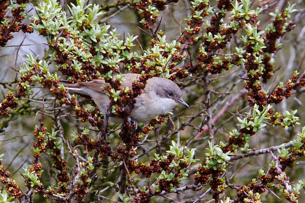braamsluiper5104 Foto van een Braamsluiper, Amsterdamse Waterleidingduinen