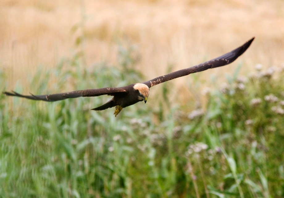 Foto van een Bruine Kiekendief, Suffolk, Engeland