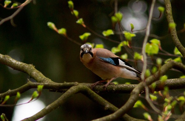 Foto van een Gaai in Nationaal Park Utrechtse Heuvelrug