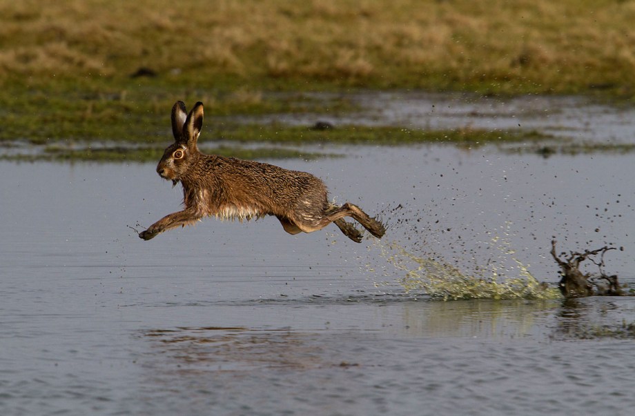 Foto van een Haas, natuurgebied Eemland