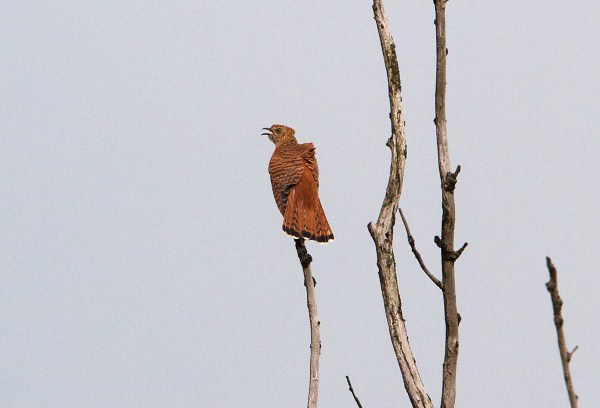 Foto van een Koekoek, Lauwersmeer