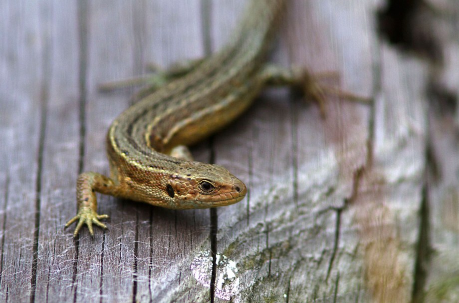 Foto van een Levendbarende Hagedis, Fochteloërveen