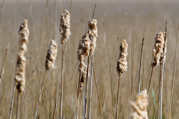 Foto van Lisdoddes, Lauwersmeer