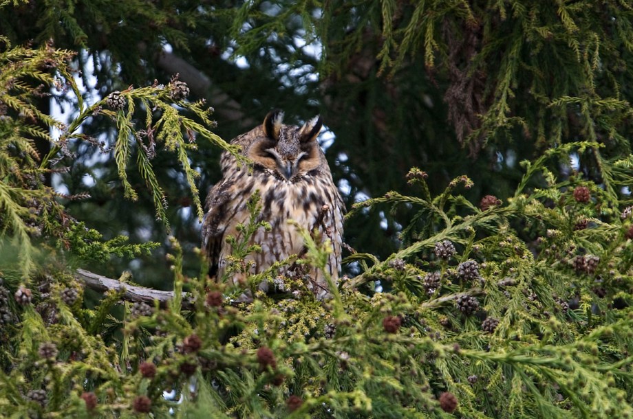 Foto van een Ransuil, Bunnik