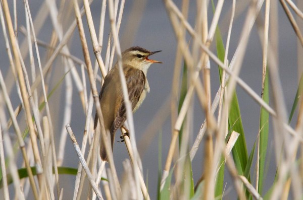 Foto van een Rietzanger, Lauwersmeer