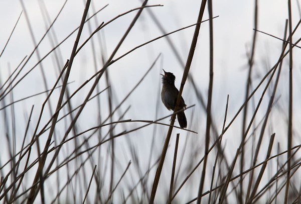 Foto van een Snor, Groene Jonker