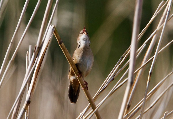 Foto van een Snor, Groene Jonker