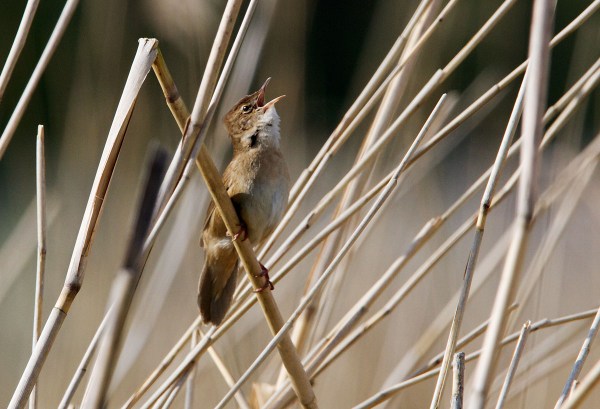 Foto van een Snor, Groene Jonker