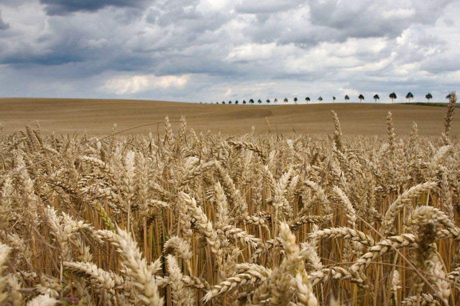 Foto van een tarwe akker, Mecklenburg-Vorpommeren, Duitsland