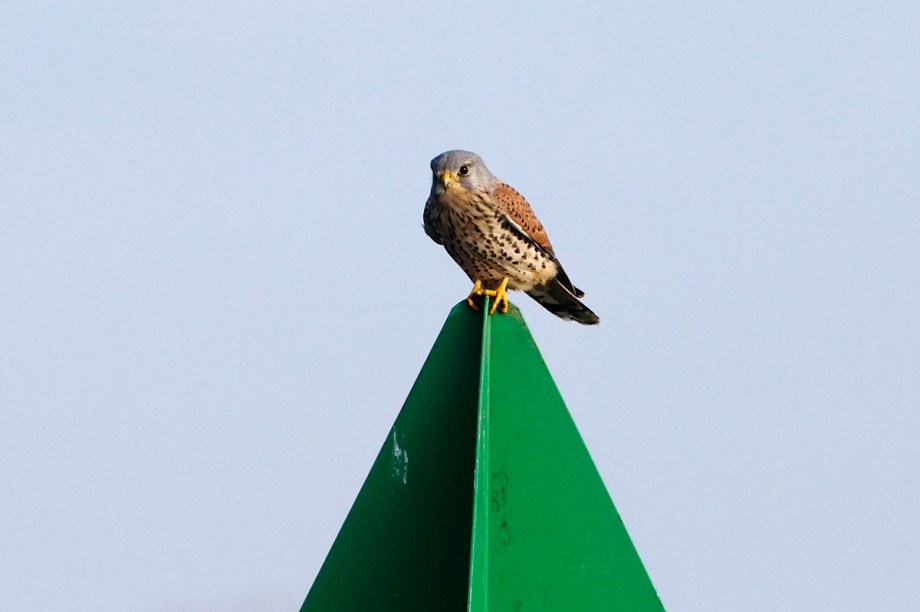 Foto van een Torenvalk