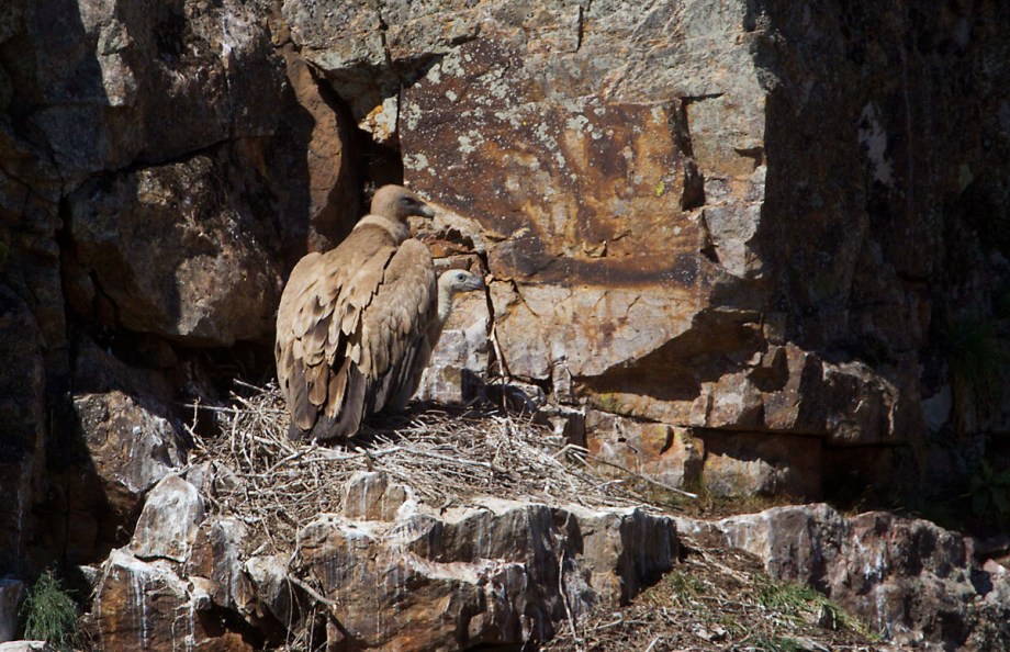 Foto van een Vale Gier met een kuiken, Monfragüe NP, Extremadura, Spanje