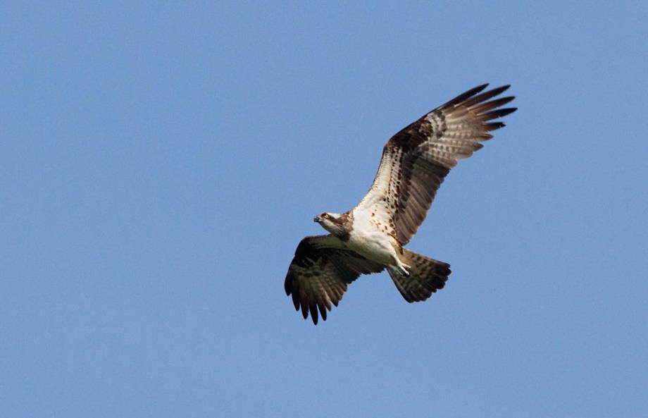 Foto van een Visarend, Lohsa, Duitsland