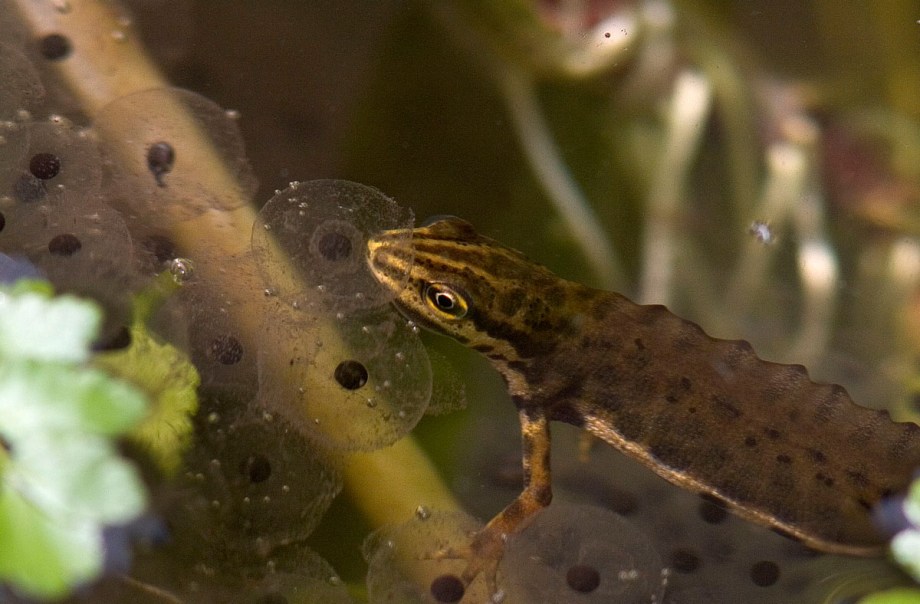Foto van een Kleine Watersalamander, Utrecht