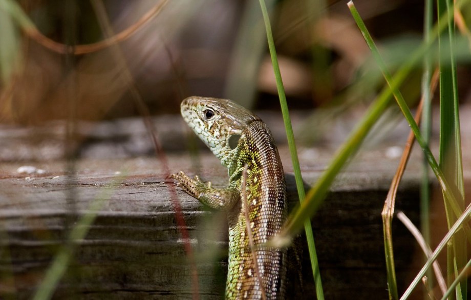 Foto van eenZandhagedis, Nationaal Park Zuid-Kennemerland