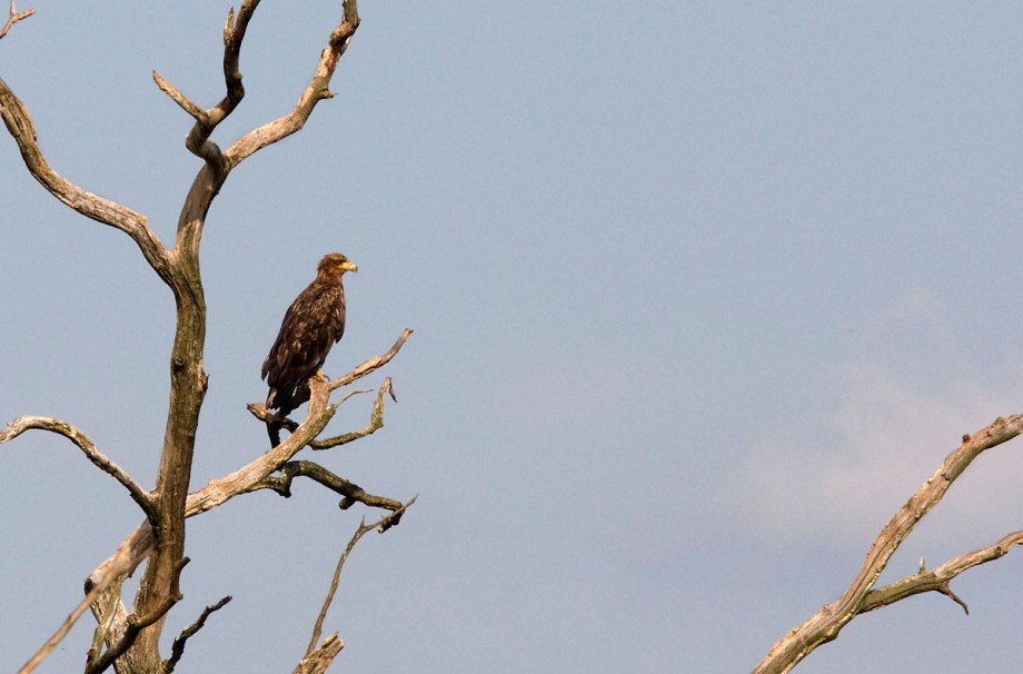 Foto van een Zeearend, Anklamer Stadtbruch, Duitsland