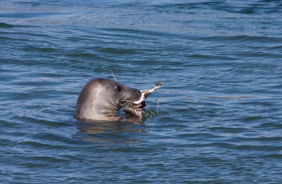 Foto van een Grijze Zeehond, Brouwersdam