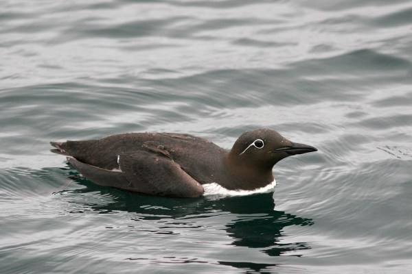 Foto van een Zeekoet, Lerwick, Shetland