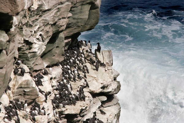 Foto van Zeekoeten, Noss, Shetland