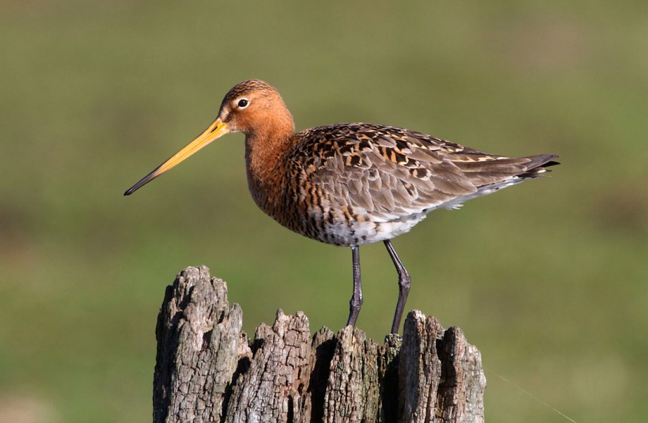 Foto van een Grutto, Arkemheen, Nijkerk