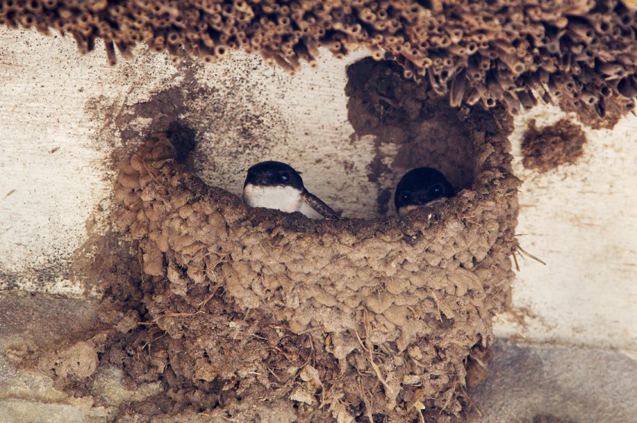Foto van Huiszwaluwen op nest, Olst