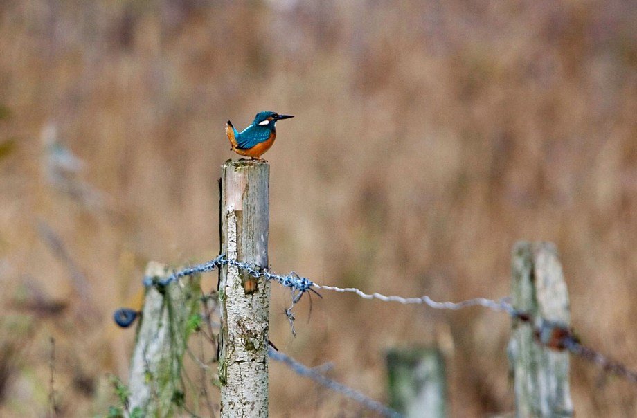 Foto van een IJsvogel, Hardense Beek, Gelderland