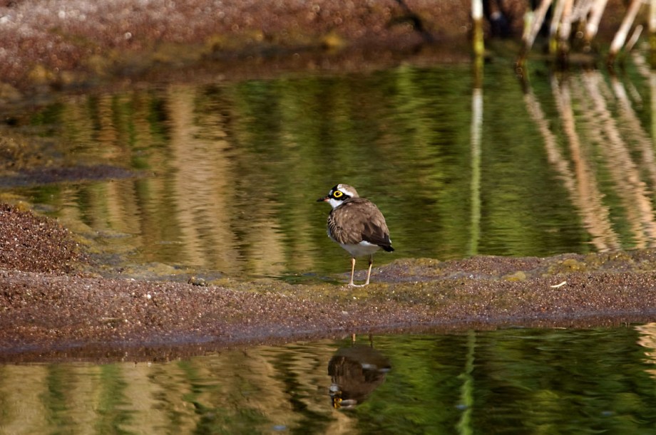 Foto van een Kleine Plevier, Lesbos, Griekenland