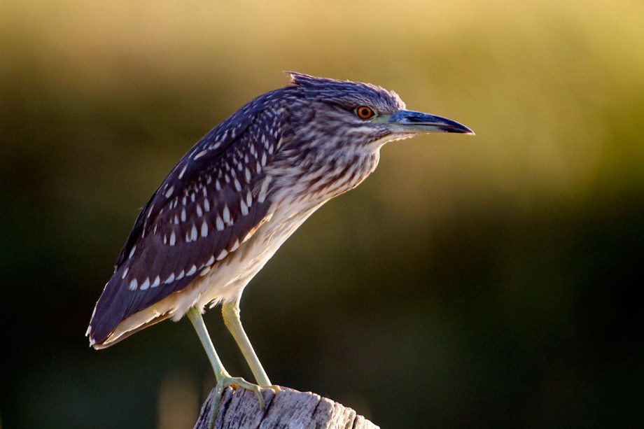 Foto van een Kwak, Rio Guadalquivir, Spanje