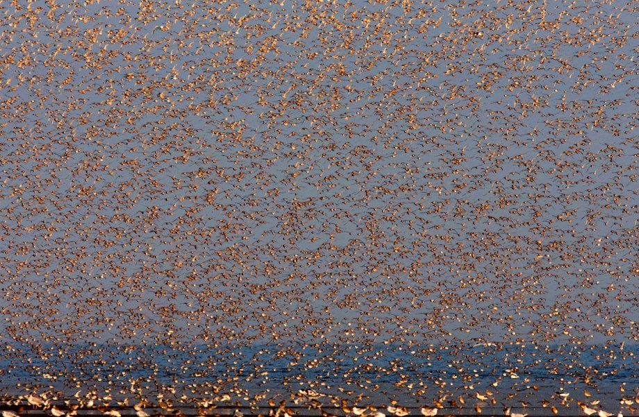 Foto van steltlopers, vooral Kanoeten, The Wash, Norfolk, Engeland