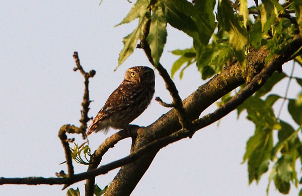 Foto van een Steenuil, Olst