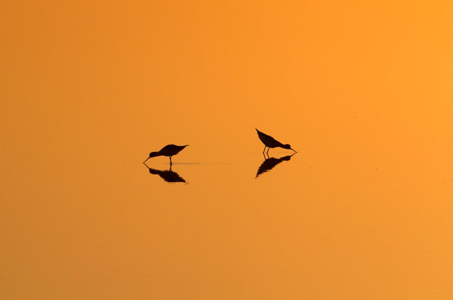 Foto van Steltkluten, Marismas del Odiel, Huelva, Spanje