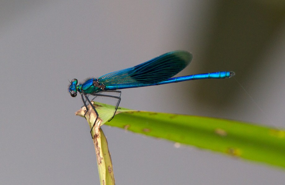Foto van een Weidebeekjuffer, Olst