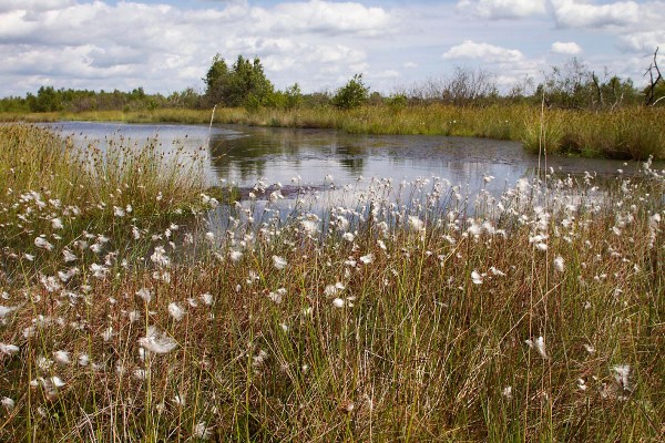 Foto van Wollegras, Bargerveen, Drenthe