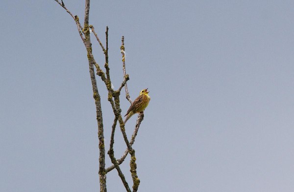 Foto van een Geelgors, Bargerveen, Drenthe