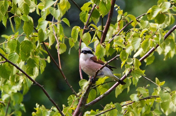 Foto van een Grauwe Klauwier, Bargerveen, Drenthe