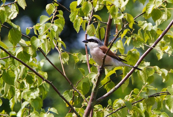 Foto van een Grauwe Klauwier, Bargerveen, Drenthe