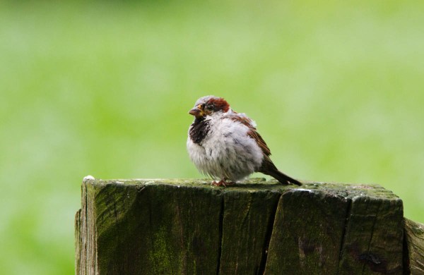 Foto van een Huismus
