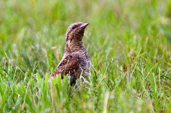 Foto van een Draaihals, Duitsland