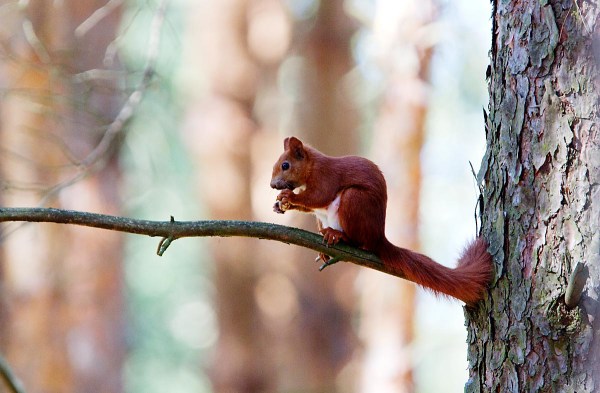 eekhoorn0259 Foto van een Rode Eekhoorn, Duitsland