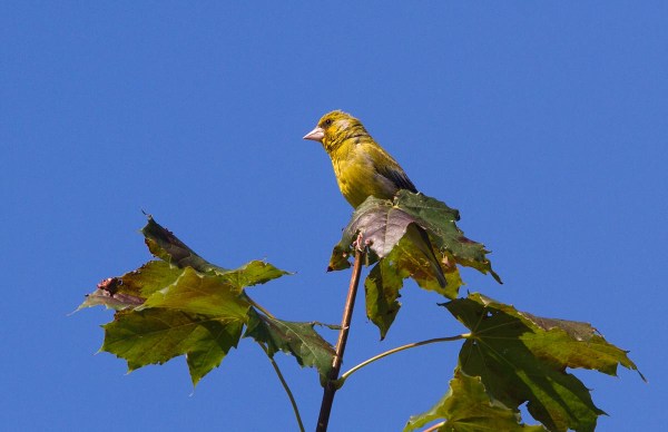Foto van een Groenling, Duitsland