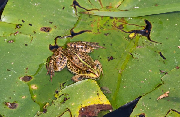 Foto van een kikker op een lelieblad, Polen