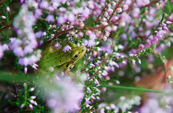kikker1367 Foto van een Groene Kikker in een heideplant, Leersumse Veld, Utrechtse Heuvelrug