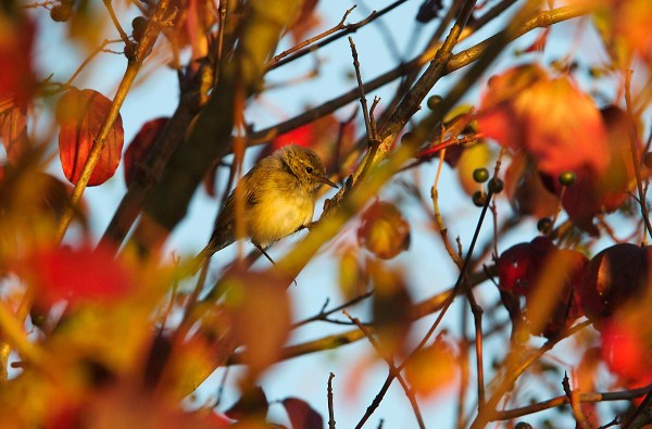 Foto van een Tjiftjaf, Duitsland
