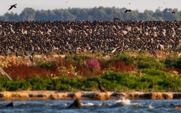 Foto van Aalscholvers, de Kreupel, IJsselmeer.